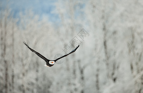 在雪覆盖的山上飞鹰翅膀阳光海藻动物群野生动物濒危生物荒野日落自由图片