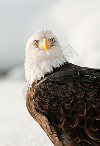 近距离接近秃鹰的肖像国家动物群野生动物濒危羽毛鸟类翅膀海藻荒野季节图片