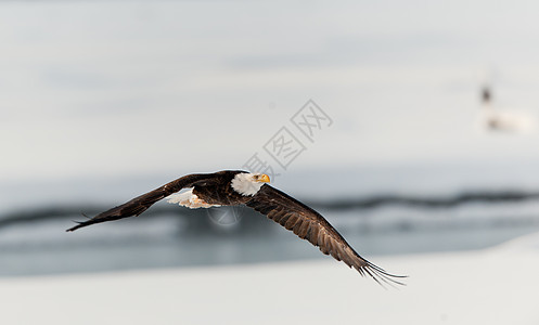 飞鹰在雪覆盖的河上动物群海藻羽毛鸟类学阳光生物国家旅行动物荒野图片