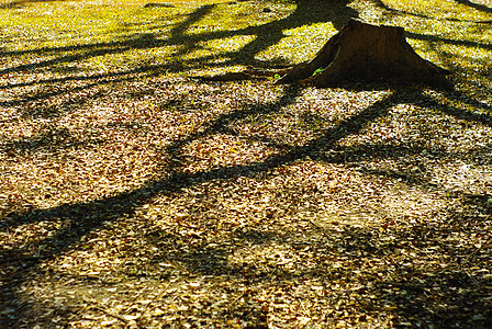 有树影的弃置立木公园树桩橙子阴影绿色木头背叛灯光花园季节图片