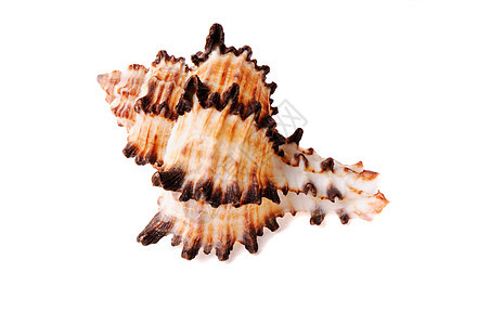 贝壳珍珠旅行牡蛎贝类假期海洋白色海岸线宏观海滩图片