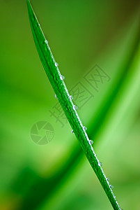 雨之后的草草公园环境花园材料绿色水滴背景图片