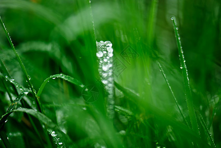 雨之后的草草公园绿色花园水滴材料环境图片