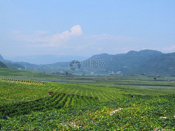 苏得提洛省的温德夏夫葡萄种植地景庄园酒景风景葡萄园地貌绿色图片