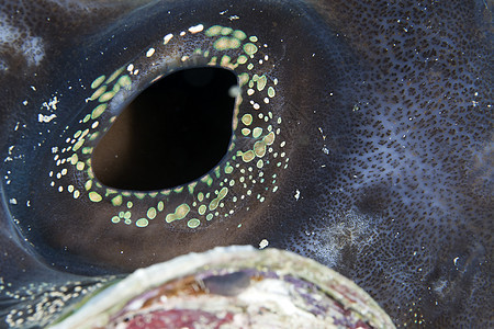红海一头巨蛤的详情盐水学校野生动物绿色红色射线太阳珊瑚蓝色热带图片