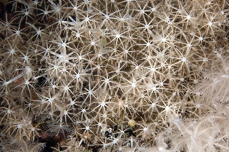 红海软珊瑚(xenid)的脉动图片
