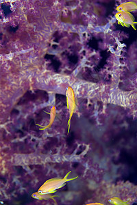 红海一个软珊瑚中的Anthias图片