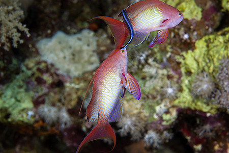 红海的连环仙荒野蓝色情调珊瑚环境学校盐水异国野生动物红色图片