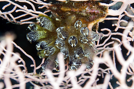 Ascidian在海扇中聚居海洋海鞘海景环境盐水太阳荒野异国学校蓝色图片