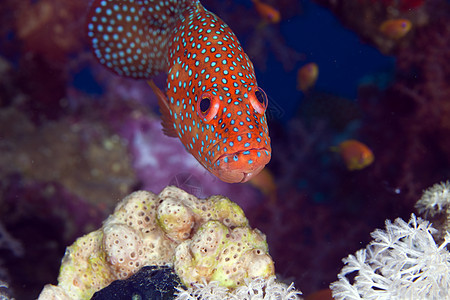 红海的珊瑚遗迹热带海景太阳蓝色海洋红色情调盐水绿色环境图片