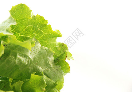 沙拉纤维食物蔬菜养分饮食脱脂白色植物素食者绿色背景图片