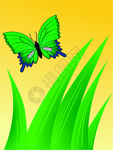 带有蝴蝶的抽象构成图案装饰品背景框架花卉纹理背景图片