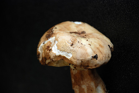 博利特斯语菌丝体美味毛果雨后春笋生长熟食白色季节性真菌俱乐部图片