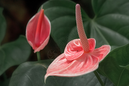 两个红掌植物植物学红色叶子植物群环境粉色热带情调公园图片