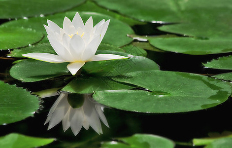 白水百合环境植物学公园荷花叶子情调睡莲花瓣投标植物图片