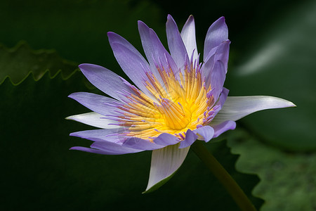 蓝水百合花园植物学环境异国情调花瓣投标植物群蓝色热带图片