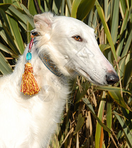 Borzoi 生物浓缩白色场地小狗植物宠物动物犬类图片