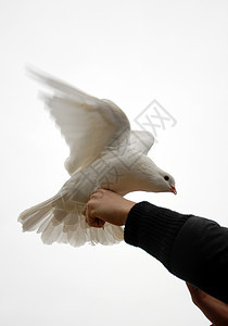 白鸽蓝色翅膀围脖天空农场宠物乡村动物白色羽毛背景图片