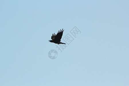 乌鸦飞翔图片