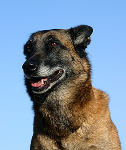 马里动物警犬警觉棕色牧羊人犬类宠物背景图片