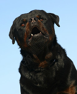 罗威纳犬衣领动物宠物犬类纳犬牙齿黑色鼻子图片