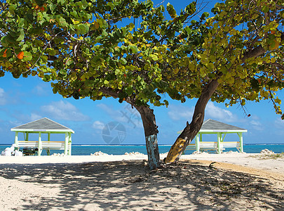 开曼群岛海滩和海葡萄树(开曼群岛)图片