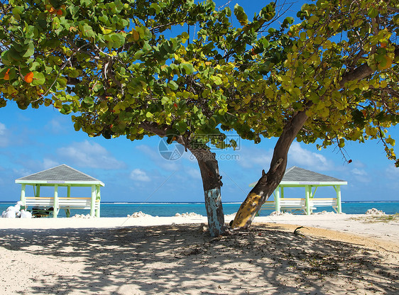 开曼群岛海滩和海葡萄树(开曼群岛)图片