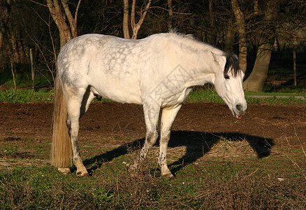白马骑术灰色宠物小马马术马背白色缰绳图片
