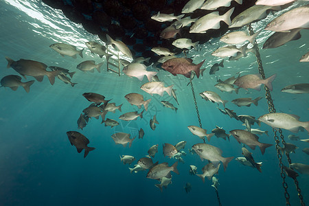 鱼群聚集在漂浮码头下盐水环境异国海洋阳光黑子太阳射线珊瑚殖民地图片