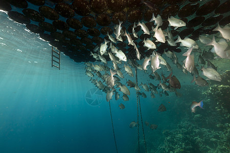 鱼群聚集在漂浮码头下环境阳光异国荒野殖民地情调海景盐水野生动物海洋图片
