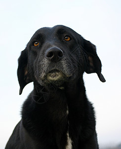 旧的拉布拉多检索器动物宠物犬类黑色工作室背景图片