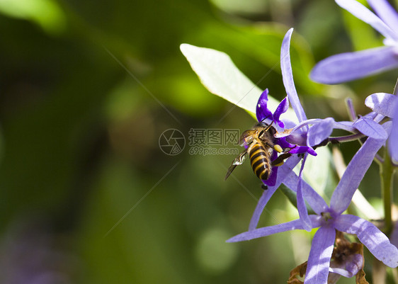 紫色花朵上的繁忙蜜蜂图片