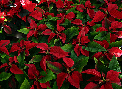 波因塞塔语Name红色自然花园园艺植物叶子图片