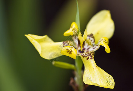 黄兰花情调植物学热带花束脆弱性花瓣紫色礼物异国植物群图片