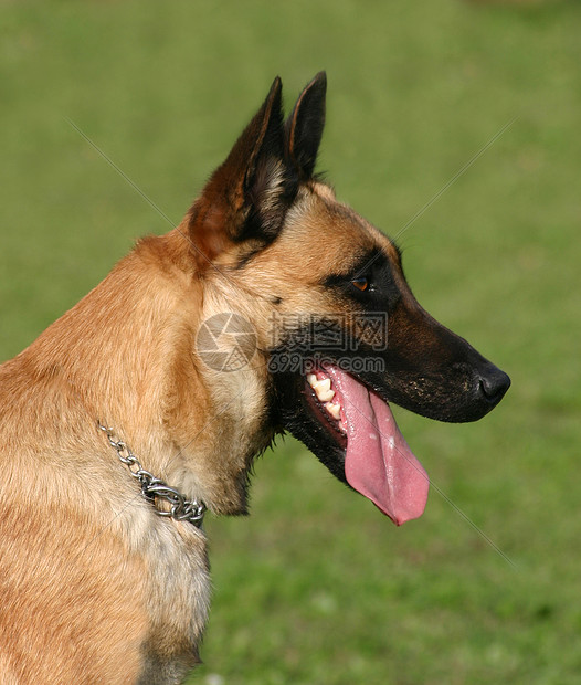 马里犬类牧羊人宠物棕色警觉动物警犬图片