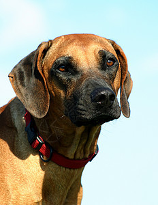 rhodesian 山脊背脊伴侣棕色宠物眼睛犬类天空衣领蓝色警卫动物图片