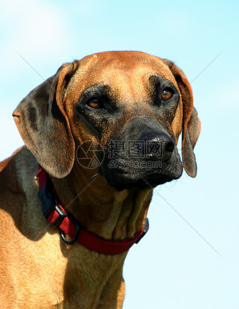 rhodesian 山脊背脊伴侣棕色宠物眼睛犬类天空衣领蓝色警卫动物图片