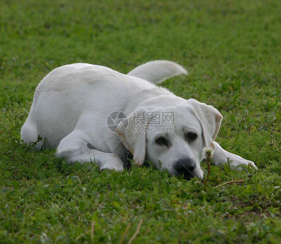 拉布拉多检索器动物猎犬衣领小狗白色花园伴侣场地孩子警卫图片