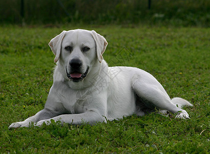 拉布拉多检索器衣领孩子白色动物场地小狗伴侣猎犬花园警卫图片