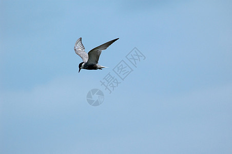 飞自由天空领导者蓝色场景速度太阳海鸥图片