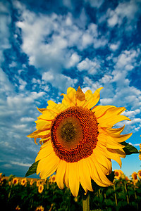 戏剧领域蓝色花瓣剪辑太阳宏观天气草地植物天空叶子图片