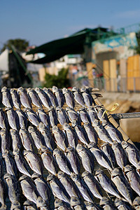 香港阳光下的咸鱼 在阳光下图片