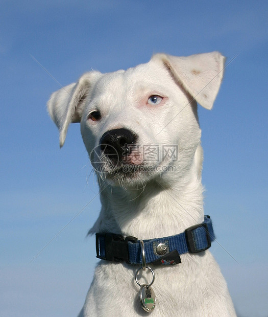 杰克 鲁塞尔梯列动物衣领宠物犬类猎狗白色图片