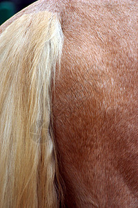 马尾辫缰绳马毛小马马术宠物棕色灰色骑术尾巴马背图片