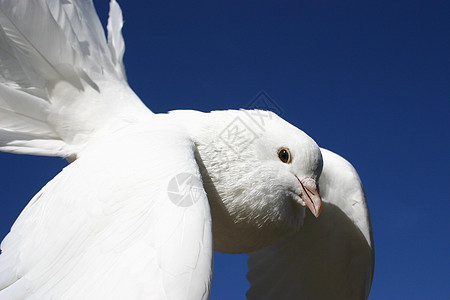 白鸽动物翅膀白色农场蓝色羽毛围脖宠物天空乡村背景图片