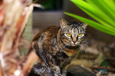 被猫射中耳朵说谎小猫眼睛头发猫科猫咪岩石地面哺乳动物图片