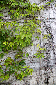 墙上绿草生态岩石地面季节场地装饰阴影国家墙纸建筑学图片