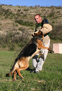 德裔牧羊人被攻击朋友牧羊犬竞赛棕色眼睛警犬训练男人运动伴侣图片