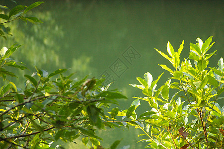 森林中的水叶子风景反射生态天空晴天池塘季节木头植物图片