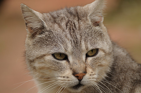 猫类肖像猫科猫咪兽医小猫动物绿色毛皮姿势宠物虎斑图片